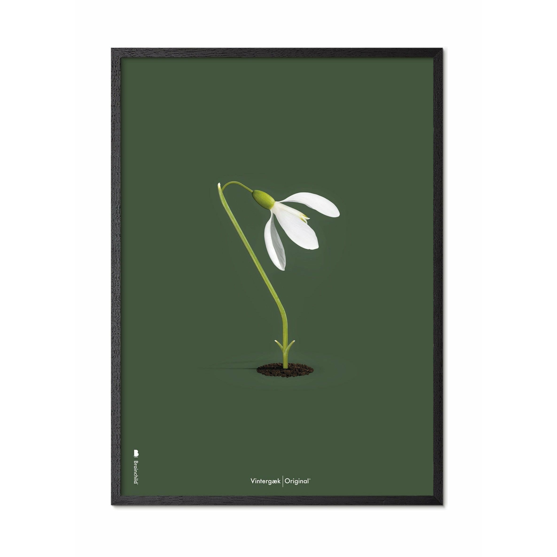 [product_category]-Brainchild Snowdrop Classic Poster, Frame In Black Lacquered Wood A5, Green Background-Brainchild-61001-C-BRA-1