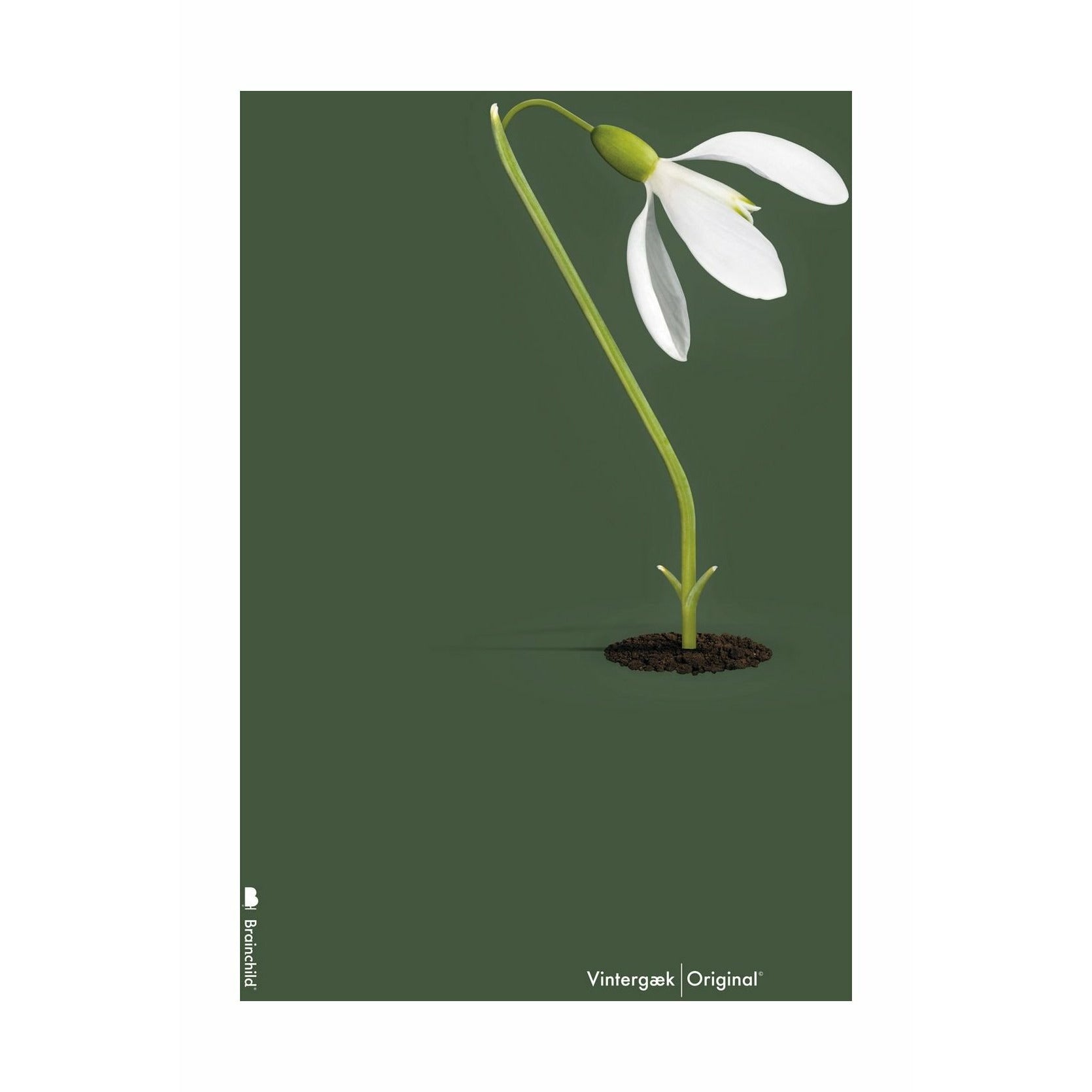 [product_category]-Brainchild Snowdrop Classic Poster Without Frame 30x40 Cm, Green Background-Brainchild-5713713200250-61002-BRA-1