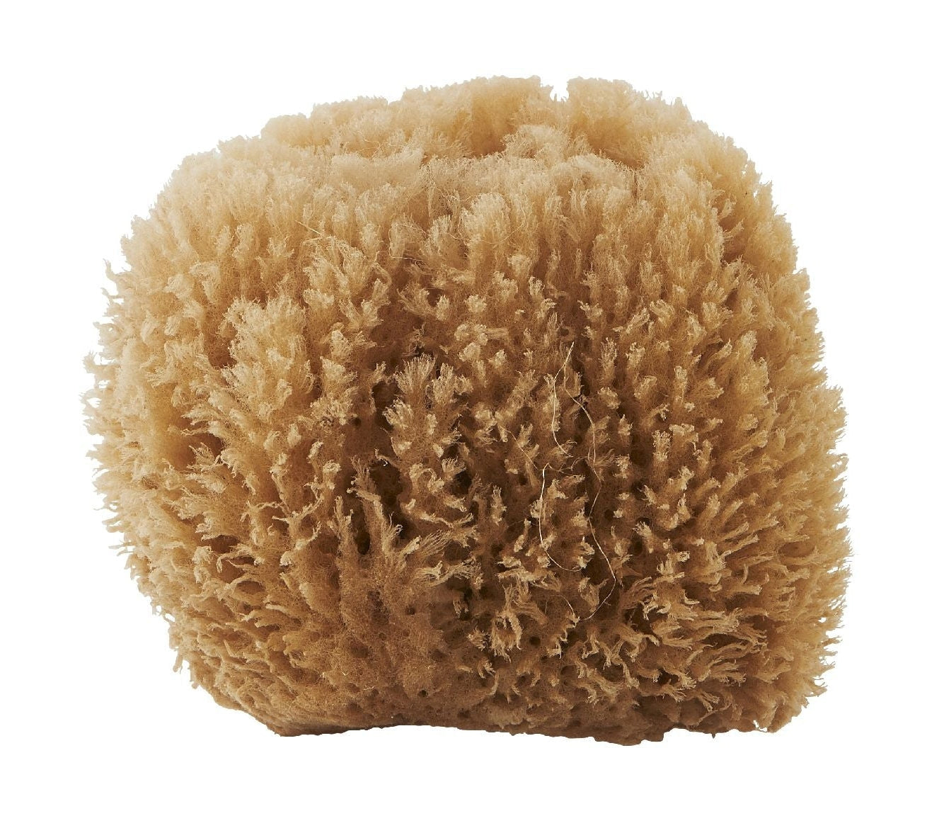 [product_category]-Meraki Sponge, Bahamas-Meraki-5707644458079-309250009-MER-1