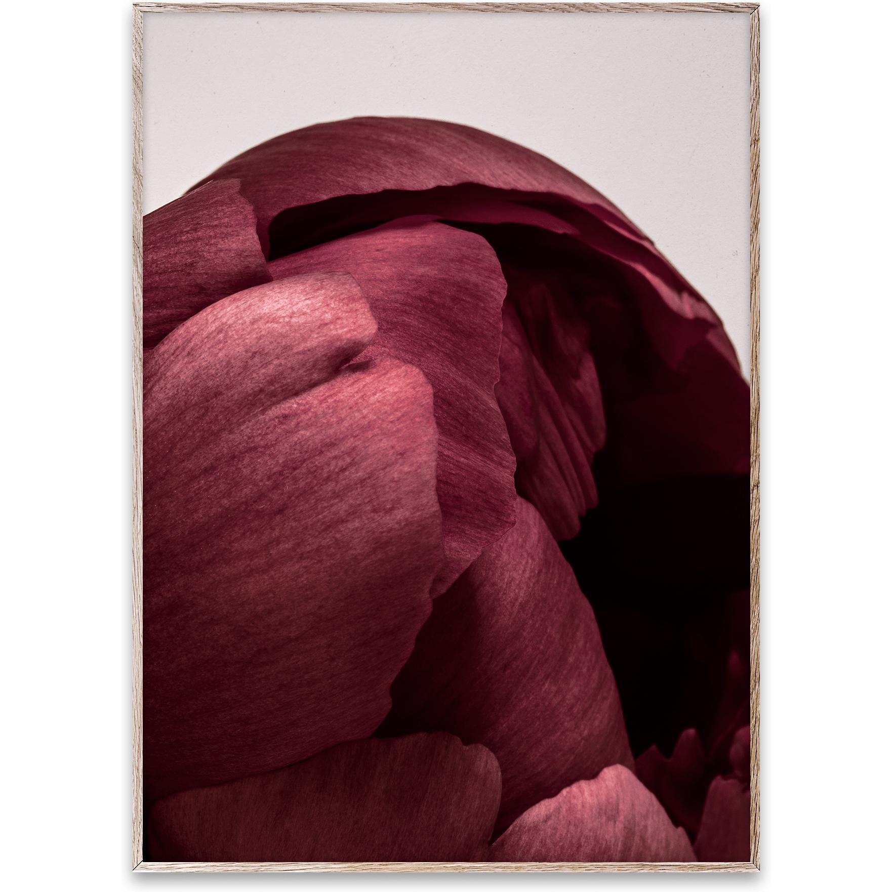 [product_category]-Paper Collective Peonia 01 Poster, 30x40 Cm-Paper Collective-5713450004522-09101-PAP-1