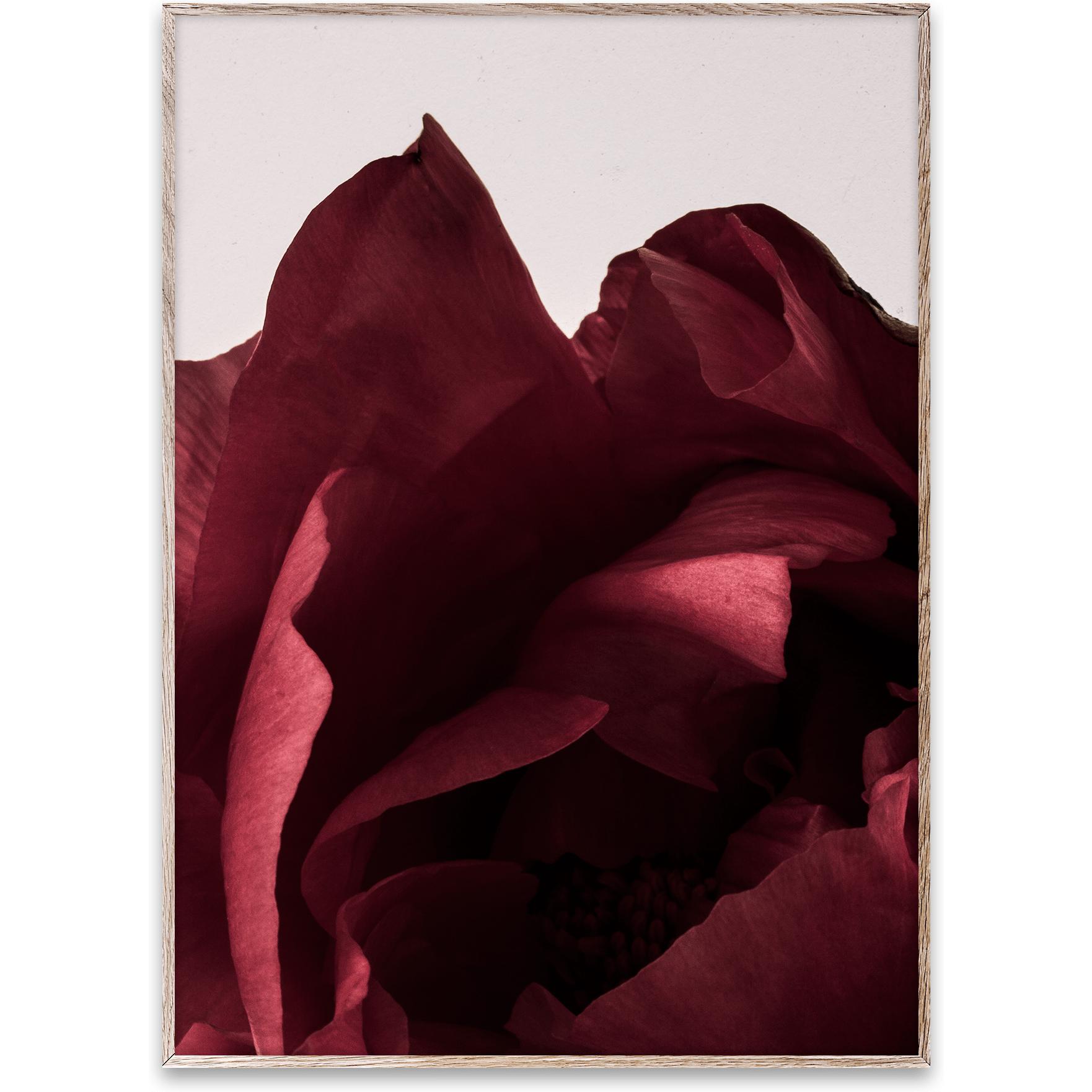 [product_category]-Paper Collective Peonia 03 Poster, 50x70 Cm-Paper Collective-5713450004577-09106-PAP-1