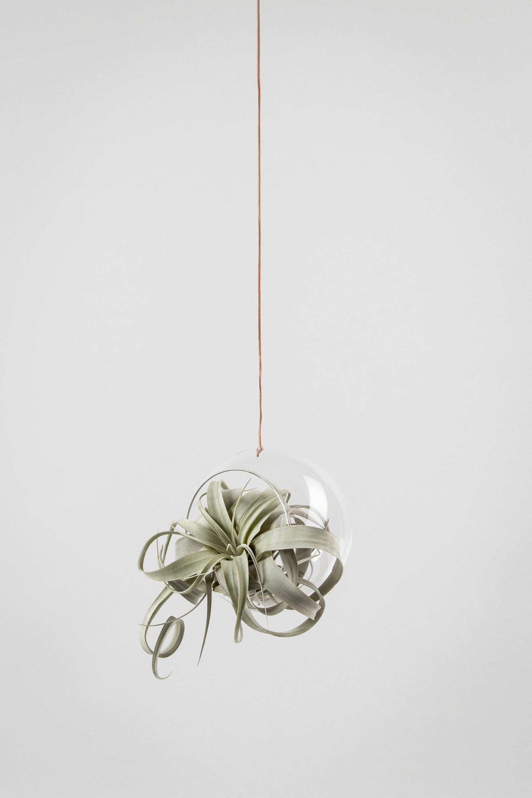 [product_category]-Studio About Hanging Plant Bubble Vase Large, Transparent-Studio About-5714356004029-135100T-STU-2